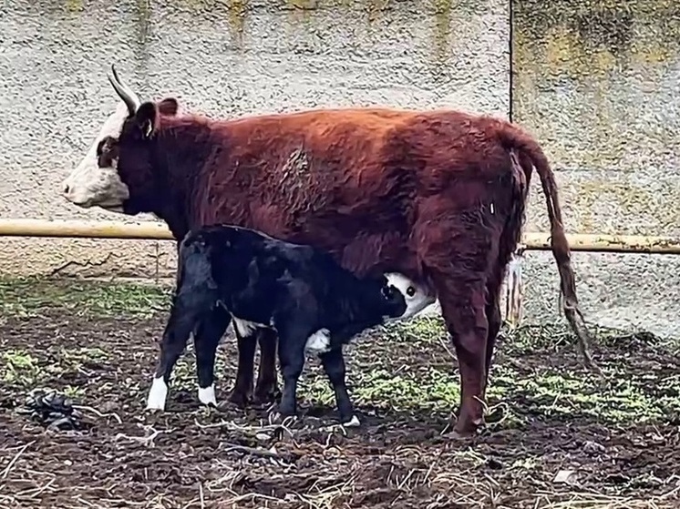 Ученые КалмГУ получили гибридного теленка холмогорской и калмыцкой породы