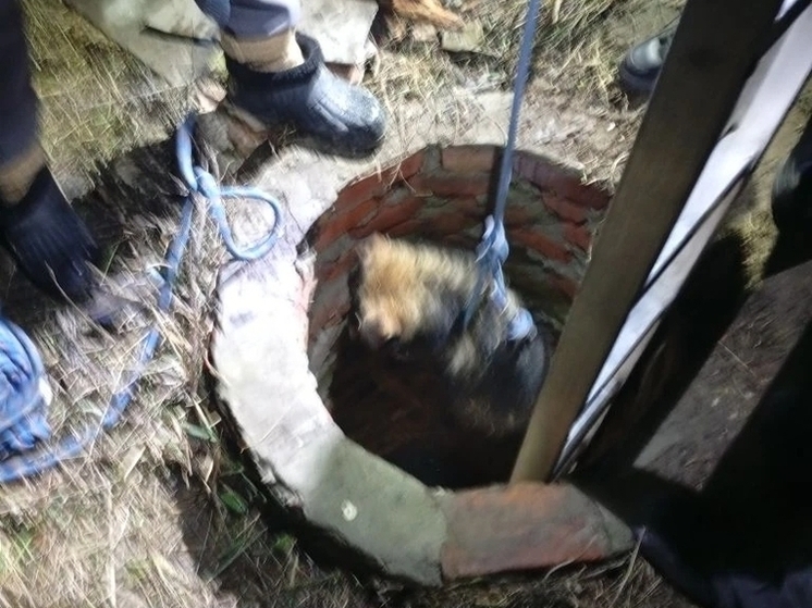 Пензенские спасатели достали из колодца собаку