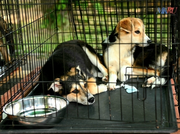 Калужский приют проводит дни открытых дверей