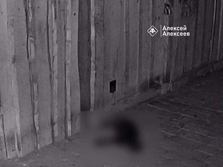 Нижегородцы в шоке: неизвестные отравили бездомных котов в Дзержинске