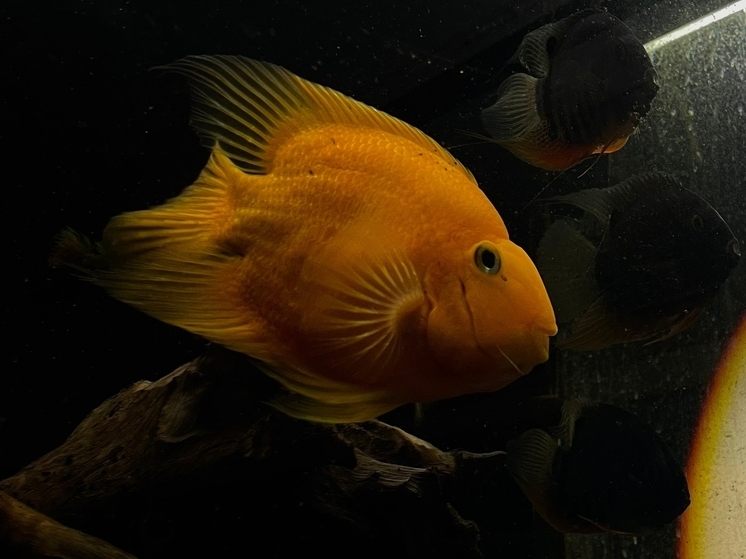 Костромская экология: в биологический центр «Следово» завезли пираний