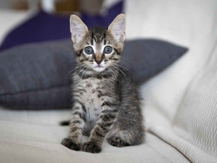 В Красноярске котёнок погиб после стирки в машинке: ветеринары не смогли его спасти
