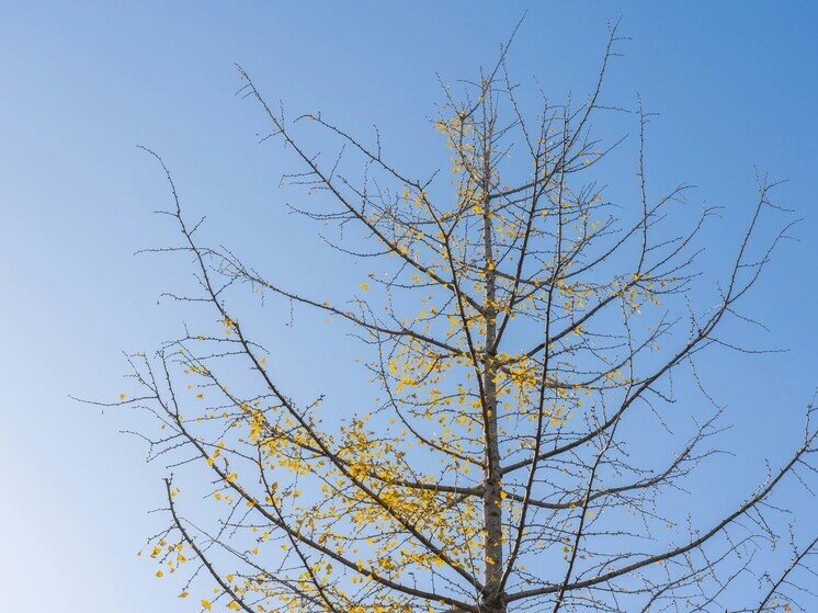 Синоптики прогнозируют ясную погоду в Липецке 8 декабря