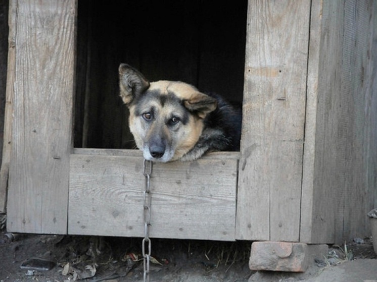 В Екатеринбурге спасатель вызволил из «колючей ловушки» собаку