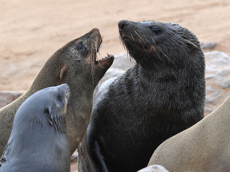 Морской котик забежал в новозеландский бар, обескуражив посетителей и барменов