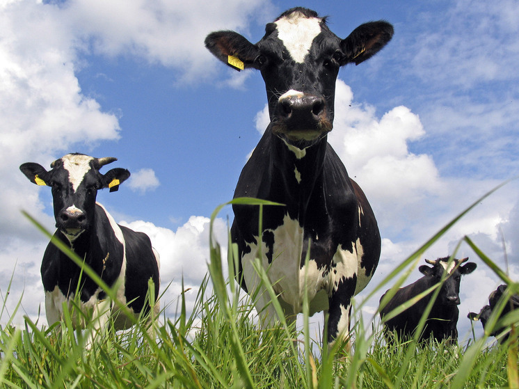 Фермер при разделке коровы нашел кошелек, деньги и чужие документы