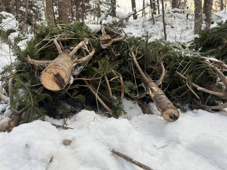 Браконьеров-лесорубов задержали в Приморье: пихты на 1,3 млн рублей
