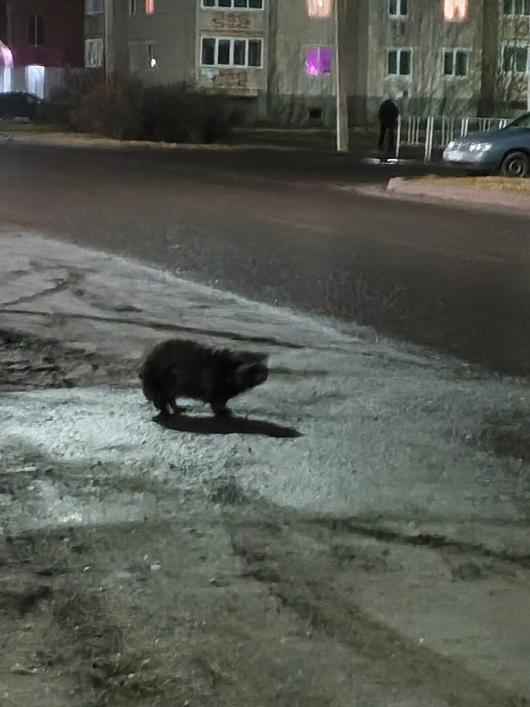 Жителей Мышкина напугал бесхозный енот