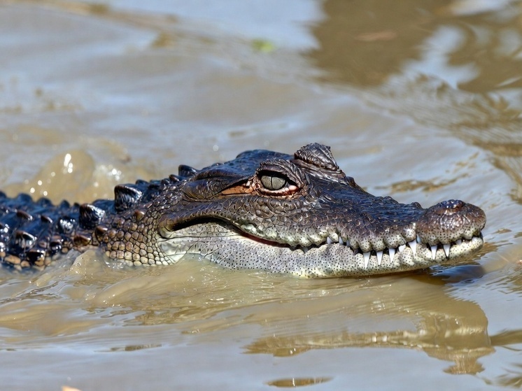На малазийской части острова Борнео сократят число крокодилов из-за участившихся случаев нападения