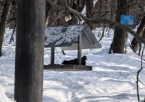 Расшифровываем для вас послания вселенной
Наступающая неделя предложит жителям Хабаровска контрастную энергетику: периоды повышенной напряженности и рассеянности будут чередоваться с моментами ясности и удачи