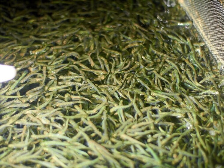 Хабаровский край выпустил 54 млн мальков тихоокеанских лососей для восстановления популяций