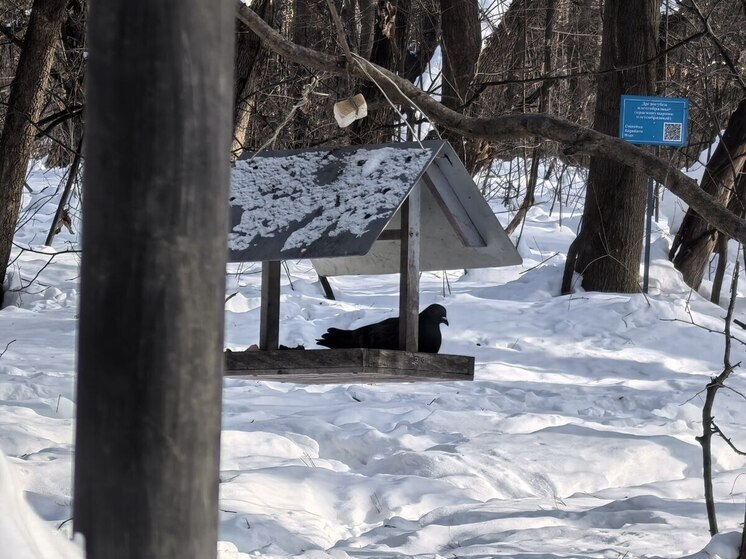 Приморский гороскоп на неделю с 8 по 14 декабря 2025 года