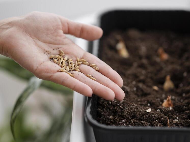 Красноярский предприниматель получил предостережение Россельхознадзора за нелегальную продажу семян