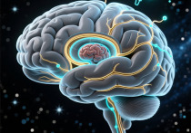 Наш мозг — не статичный орган, а живая, пульсирующая карта, которая несколько раз в жизни радикально меняет свой ландшафт