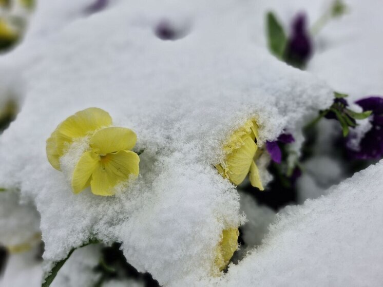 8 декабря 2025 года в православном мире знаменуется Отданием Введения Богородицы во Храм - последним днем праздника, связанного с введением трехлетней Девы Марии в Иерусалимский храм. Одновременно Православная Церковь чествует память святого Климента I, папы Римского, одного из апостолов от семидесяти.