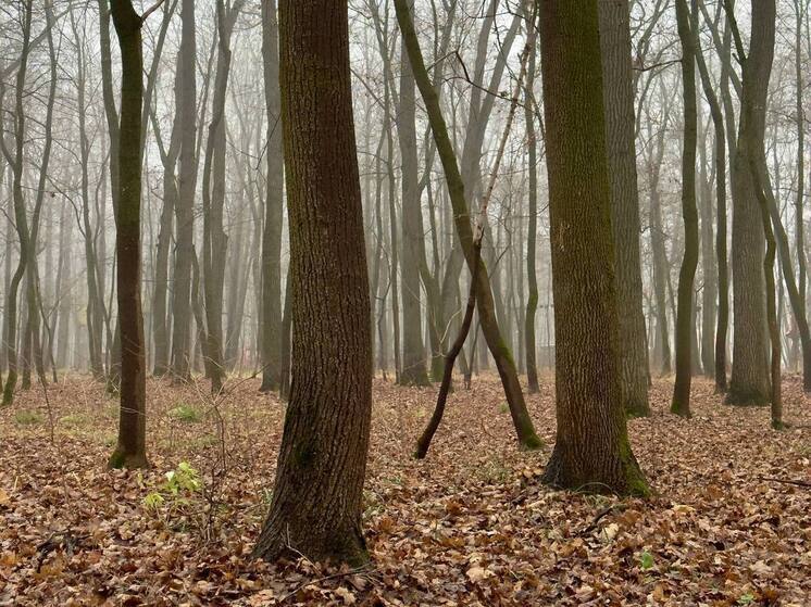 В Пензенской области за год резко сократилось число незаконных рубок леса