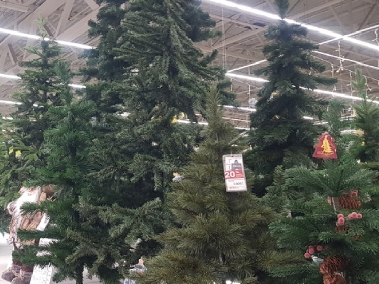 В Петрозаводске начал работать елочный базар