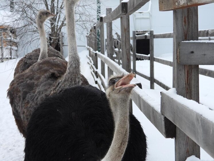 Супруга помогает создать гарем. Лайфхак счастливой семейной жизни от страуса