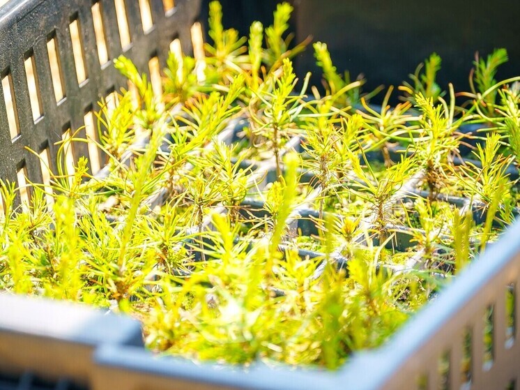 В Югре восстановили свыше 26 тысяч гектаров лесов