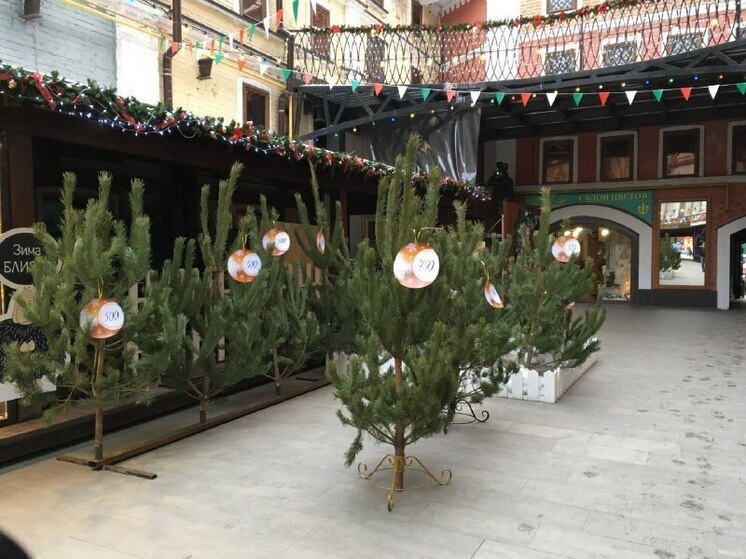 В Саратовской области начали торговать новогодними елками