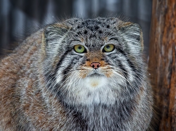 Новосибирский зоопарк направил 20 тонн гуманитарной помощи зоопарку в ДНР