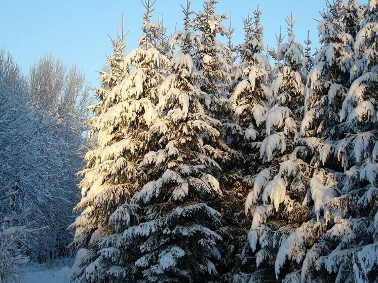 В Приангарье усилили лесной надзор перед Новым годом в рамках акции «Метель»