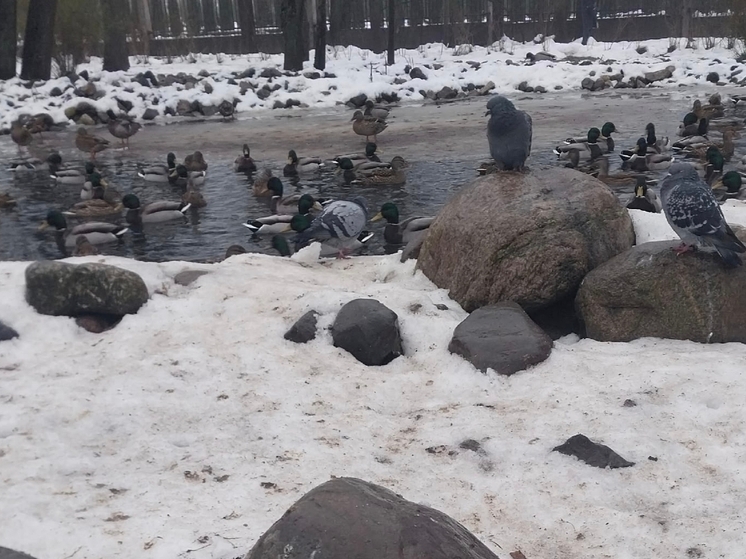 Мусор вывезли с территории особо охраняемой природной зоны в Вытегорском округе