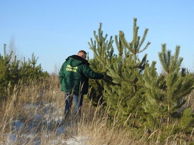 Во Владимирской области ужесточают контроль за незаконными рубками елок к Новому году