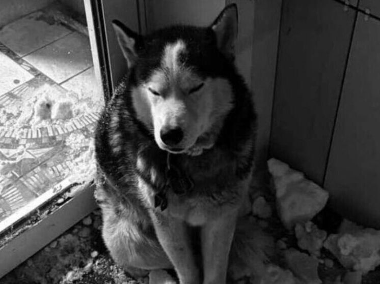 Собака, о которой писали в городских пабликах, скончалась в Омске