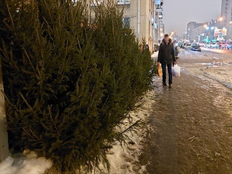 Петербуржцы смогут бесплатно срубить новогоднюю ель по договору