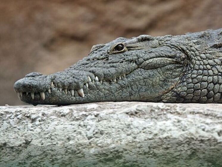  Владельцу крокодила Кузи дали три месяца, чтобы избавиться от питомца