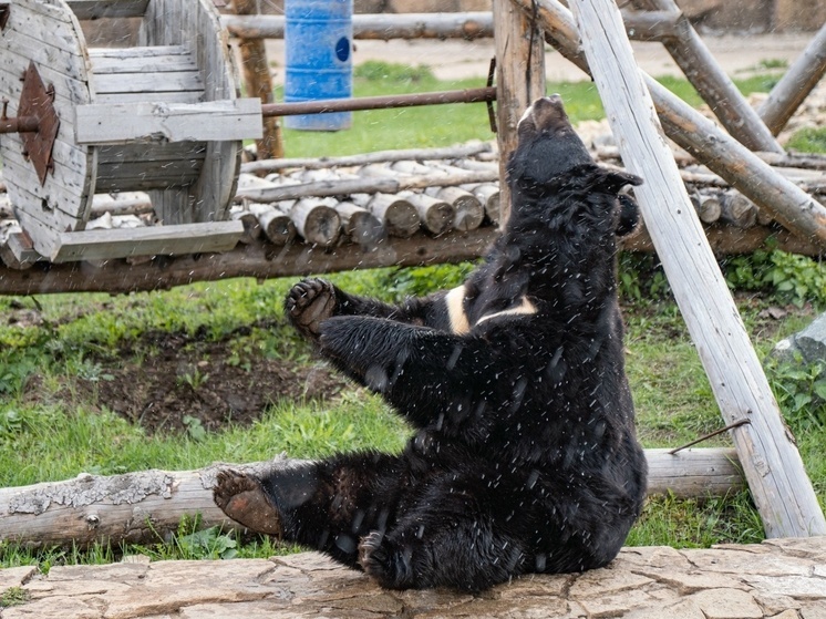 Медведи из Ижевского зоопарка ушли в спячку
