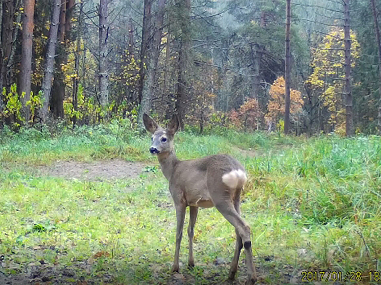 В «Калужских засеках» на камеру попалась косуля