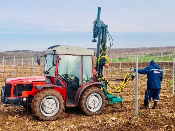 В 2025 году в Севастополе заложили 264 гектара новых виноградников