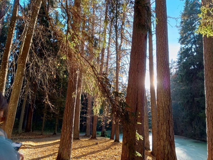 Новгородчина отгрузила почти 300 тысяч кубометров леса в Китай, Корею и Турцию