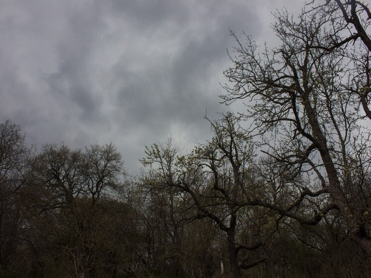 Новгородцев ждет хмурая погода и плюсовая температура