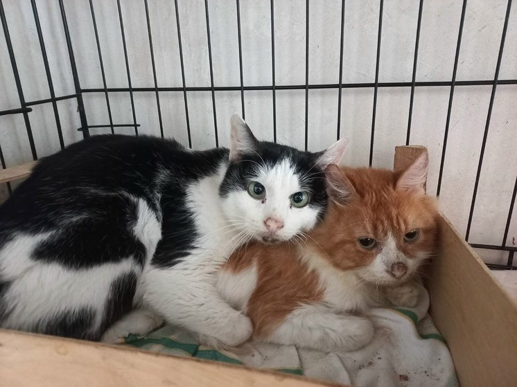 Почти месяц коты жили в воронежской квартире рядом с трупом хозяйки