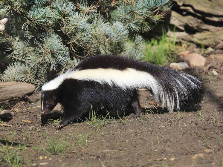 Расследование CDC подтвердило передачу бешенства при трансплантации почки от донора, укушенного скунсом