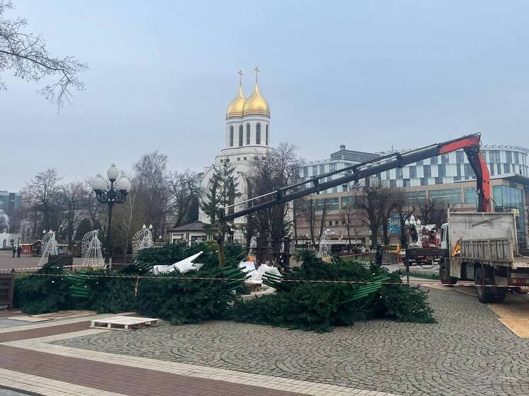 Новогодняя елка приехала на центральную площадь в Калининграде
