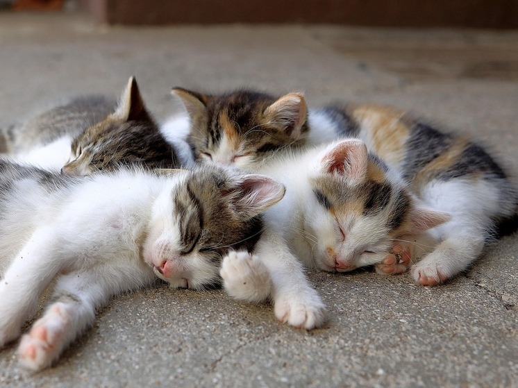 Жительницу Башкирии обязали убрать из квартиры 70 кошек и собак