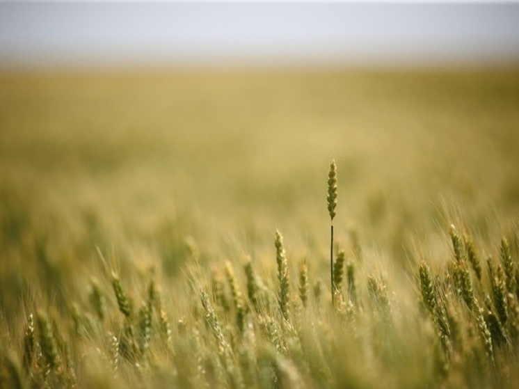 В Волгоградской области выявили нарушения при списании 275 тонн семян на посев