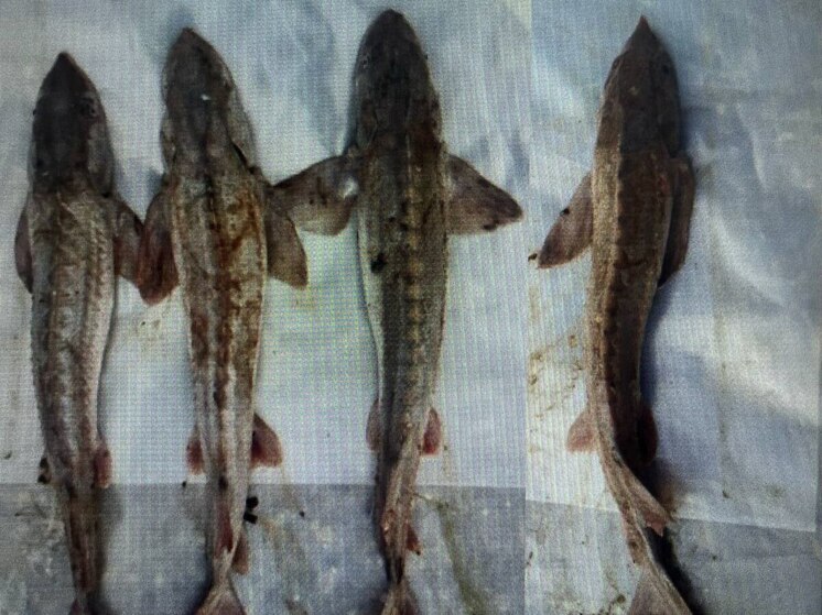 Жителя Колпашевского района осудят за приобретение краснокнижного осетра