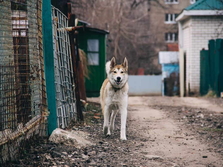 В Рязани отловили более 500 бродячих собак