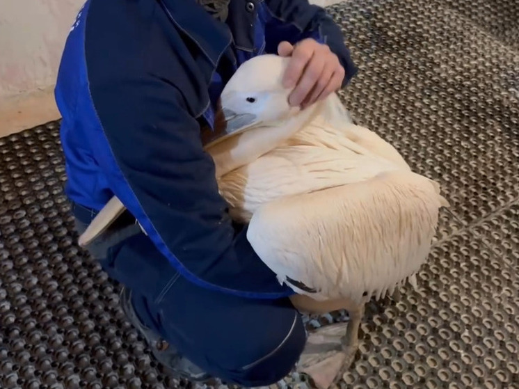 В Челябинском зоопарке завершились переезды в теплые вольеры