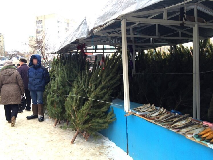 В Саратовской области вводится запрет на вырубку новогодних елок