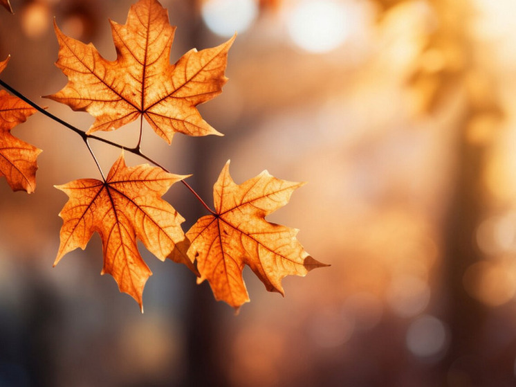 7 градусов тепла прогнозируют в Херсонской области 9 декабря