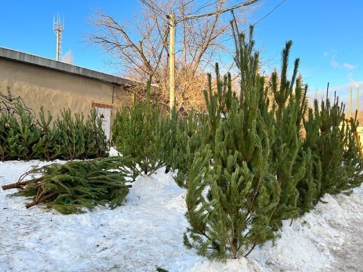 Мэрия Саратова назвала, где будут работать елочные базары