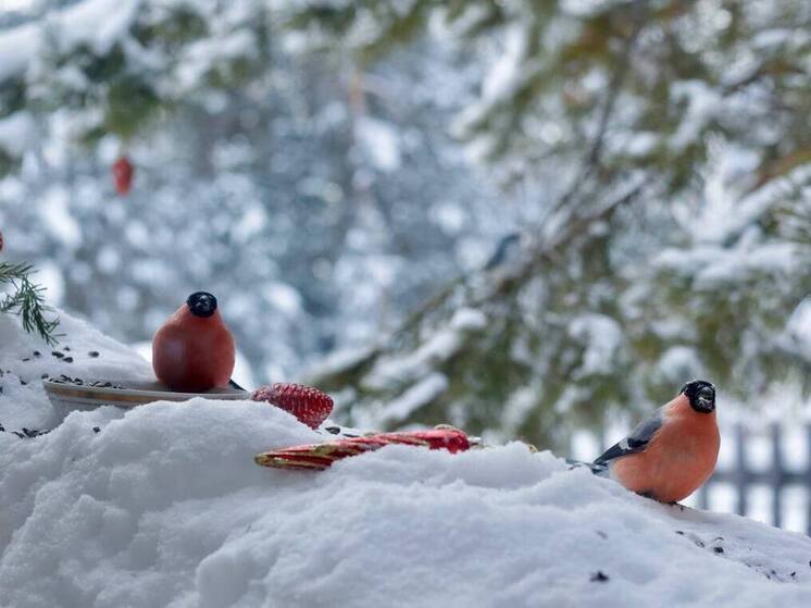 Прогноз погоды на 9 декабря: снежная буря и сильные морозы в Якутии