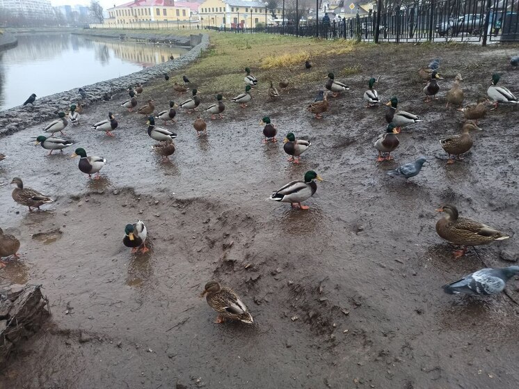 Снег и мороз нагрянули в Ивановскую область