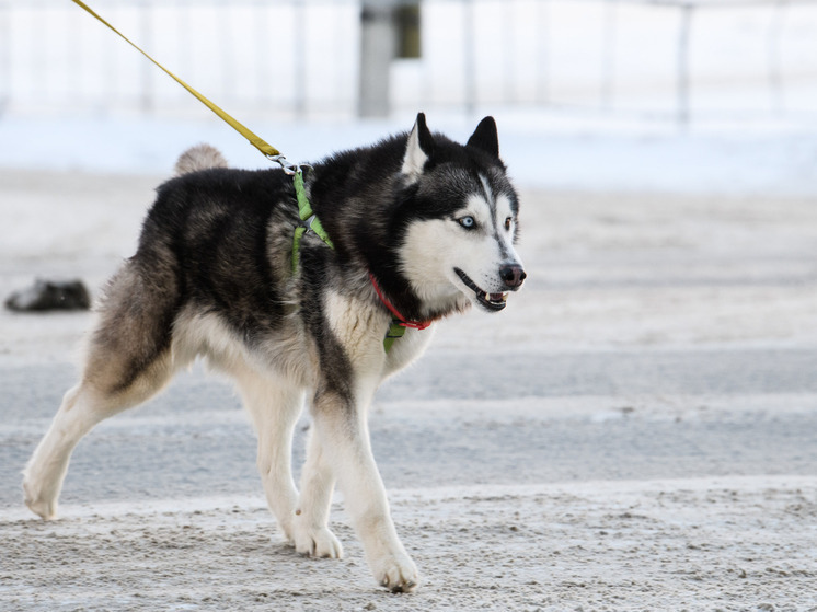 В Омске хаски закидали глыбами снега, собака умерла